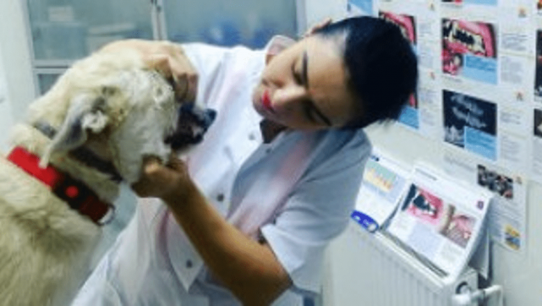 Boli dentare la animale de companie: O problemă subestimată care afectează 80% dintre câini și pisici