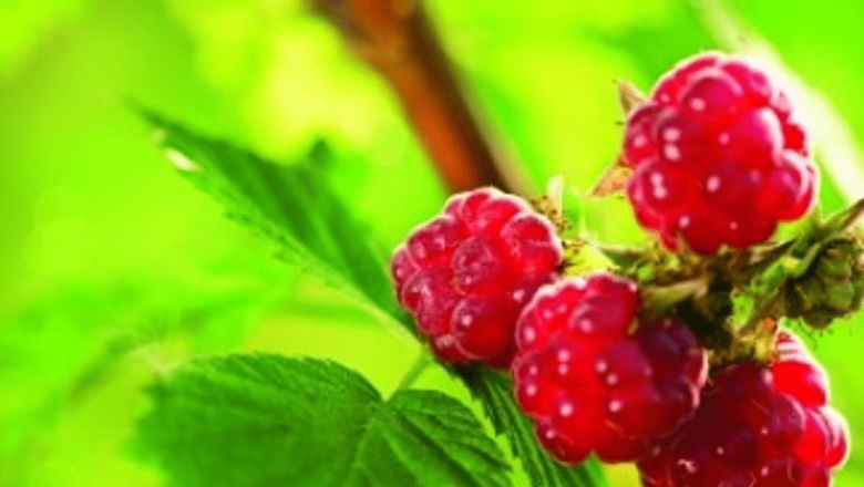 Zmeurul: Un Remediu Natural pentru Arsuri la Stomac și Alte Afecțiuni