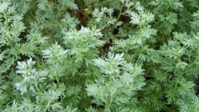 Mătura raiului: O explorare profundă a potențialului terapeutic al peliniței în lupta împotriva cancerului