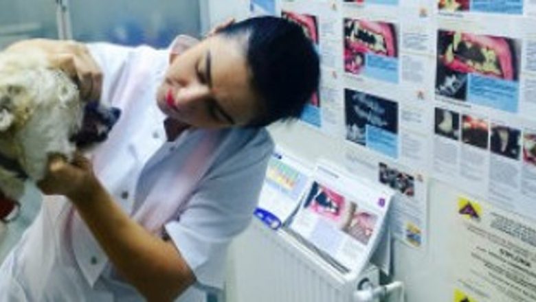 Boli dentare la animalele de companie: O problemă gravă și frecventă în rândul câinilor și pisicilor