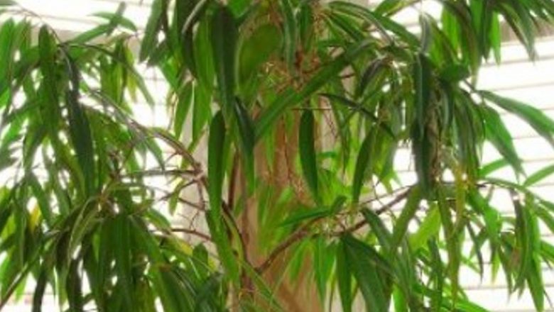 Pericolele Ascunse Ale Plantelor: Top 5 Specii Toxice Care Îți Pot Afecta Sănătatea