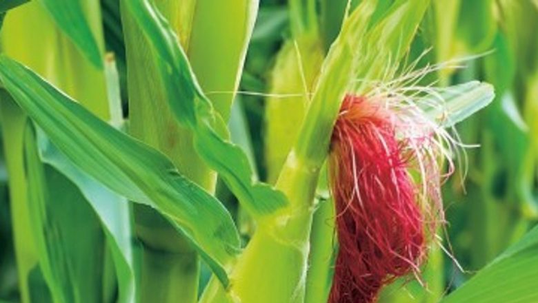 Mătasea de Porumb: Remediul Natural pentru Rinichi Sănătoși și Nu Numai