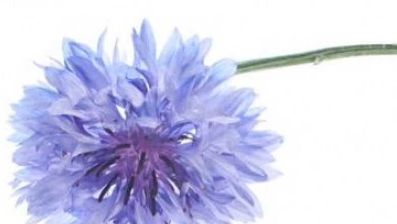 Plantele Medicinale: Aliate în Cura de Slăbire și Detoxifiere