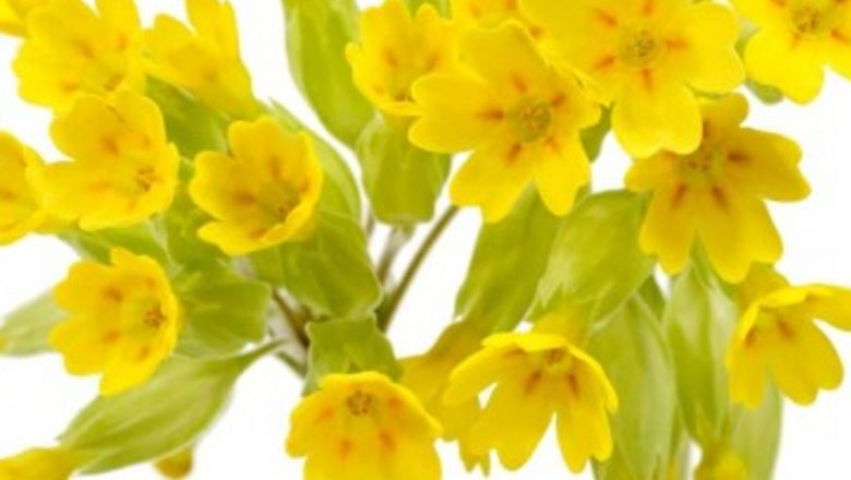 Ciuboţica-cucului: O Plantă Medicinală cu Beneficii Remarcabile pentru Sănătatea Inimii și Nu Nu Numai