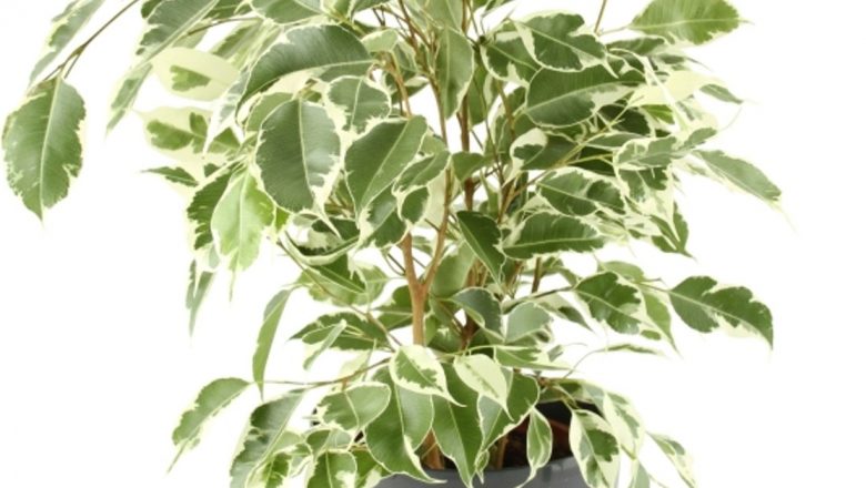 Plantele de apartament: Frumusețe cu riscuri – Top 5 specii care îți pot afecta sănătatea