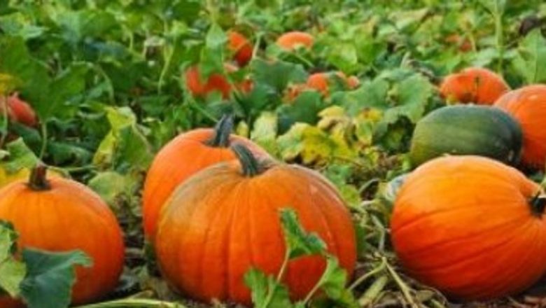 Dieta cu Dovleac: Cum Poți Slăbi 5 Kilograme în 7 Zile și Beneficiile Sale Nutriționale