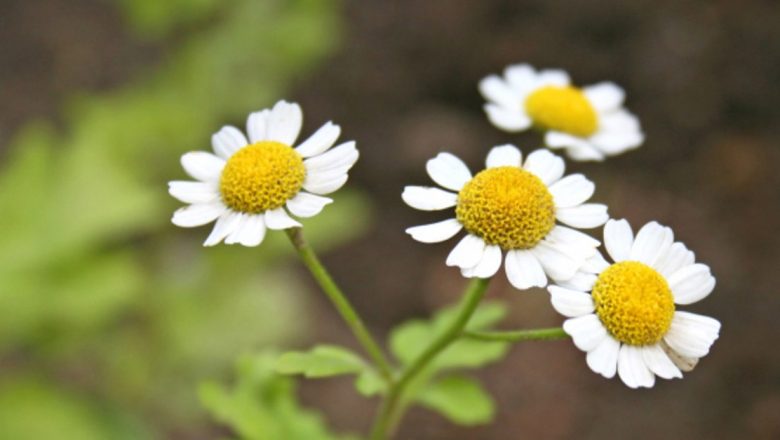 Inhalațiile din plante: Remedii naturale pentru sănătatea respiratorie