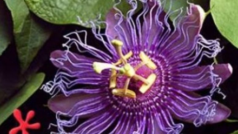 Plantele Relaxante: 7 Soluții Naturale pentru Combaterea Stresului