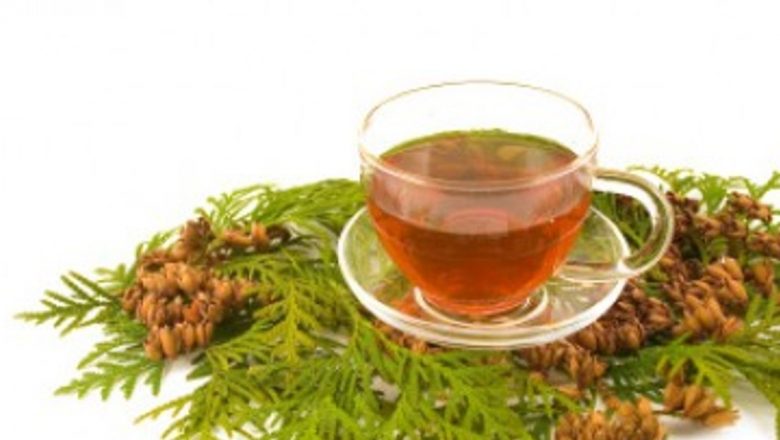 Proprietățile terapeutice ale tuiei: un aliat natural în combaterea bolilor respiratorii și reumatismului