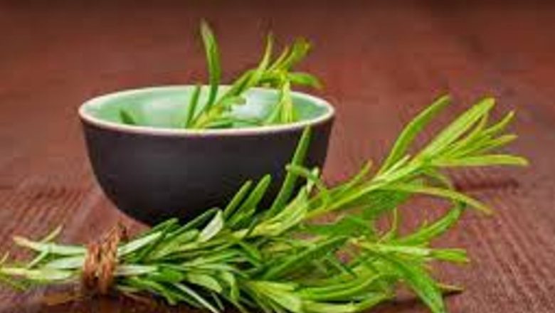 Rozmarinul: O Plante Aromatică cu Virtuți Medicinale Remarcabile