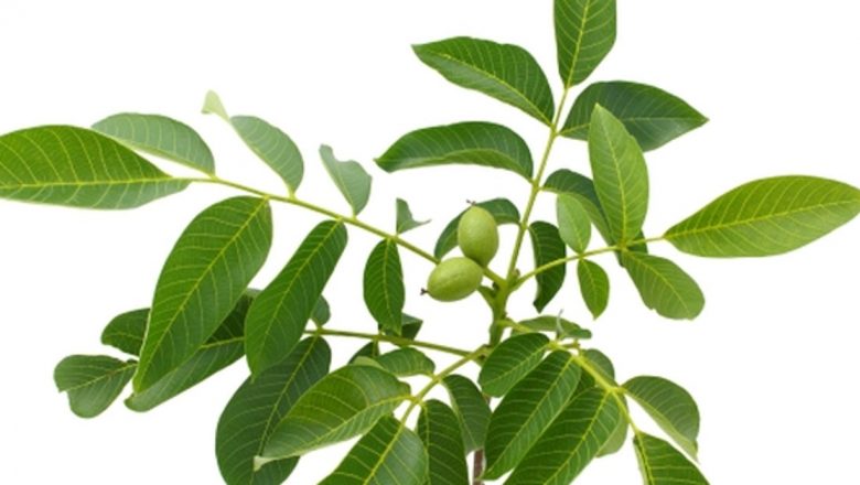 Remedii Naturale pentru Reducerea Glicemiei: Eficiența și Beneficiile Plantele Medicinale