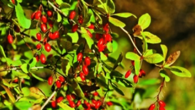 Dracila: O plantă medicinală cu beneficii multiple pentru sănătate