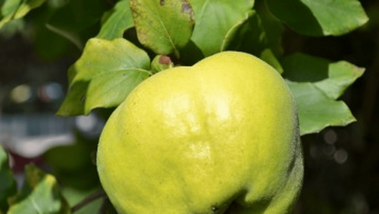 Beneficiile Surprinzătoare ale Gutuielor: Remedii Naturale pentru Sănătate