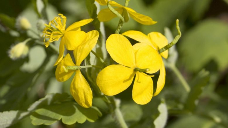 Îngrijirea splinei: Beneficiile ceaiurilor din plante pentru o sănătate optimă