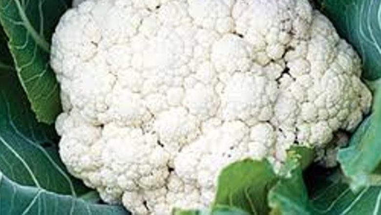 Conopida: Superalimentul care combate cancerul și îmbunătățește sănătatea