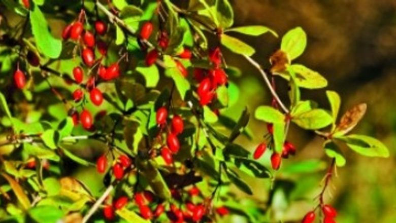 Dracila: Planta Medicinală cu Proprietăți Remarcabile pentru Sănătate