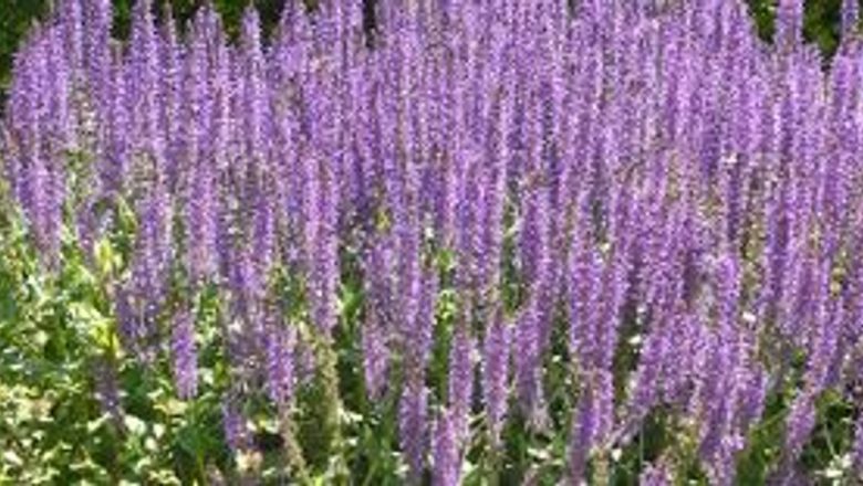 Salvia: Planta Miraculoasă pentru Sănătate și Longevitate