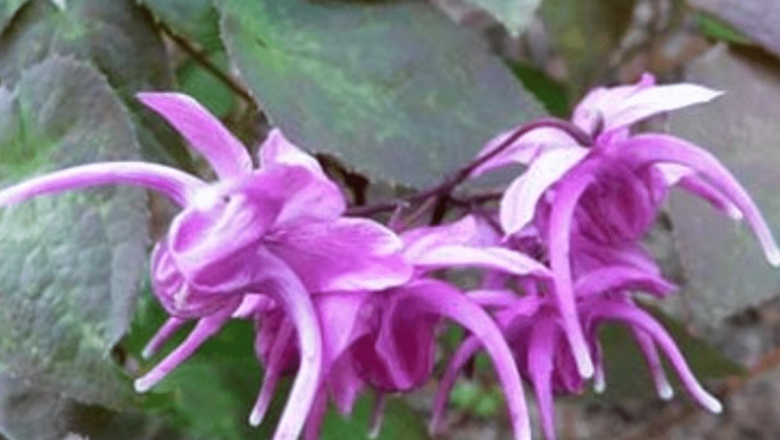 Descoperirea celui mai puternic afrodisiac natural: O alternativă revoluționară la Viagra