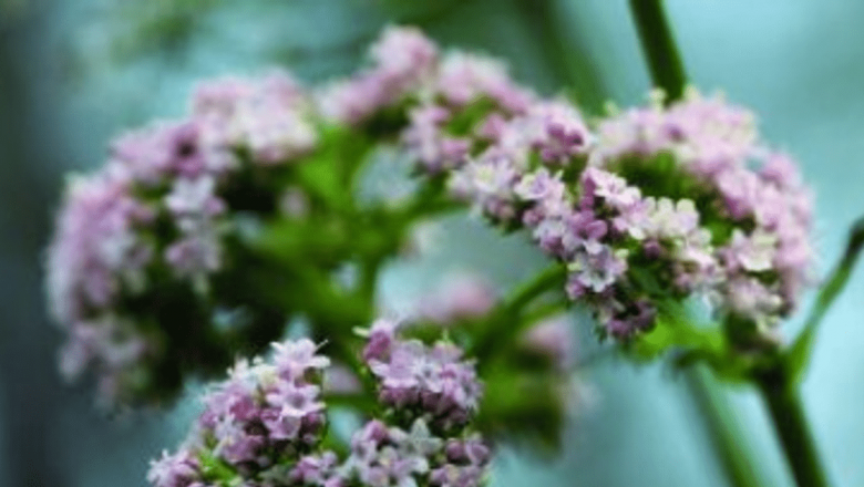 Valeriana: Un Remediu Natural pentru Stres, Anxietate și Alte Afecțiuni