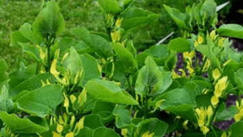 Pericolele ascunse ale plantelor medicinale: acidul aristolochic și riscul de cancer