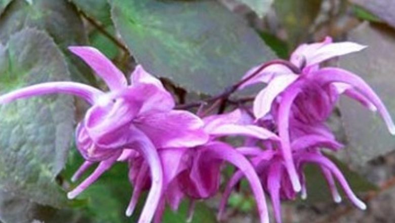 Descoperirea celui mai puternic afrodisiac natural: O alternativă promițătoare la Viagra