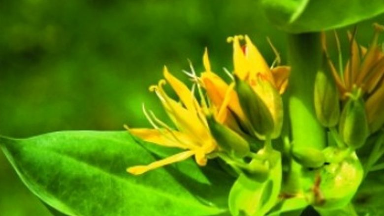 Ghințura: Planta Medicinală cu Beneficii Remarcabile pentru Sănătate