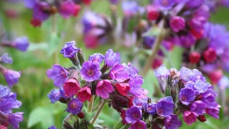 Tătăneasa: Un Remediu Natural cu Beneficii Oferite de Natură pentru Durerile de Stomac și Nu numai