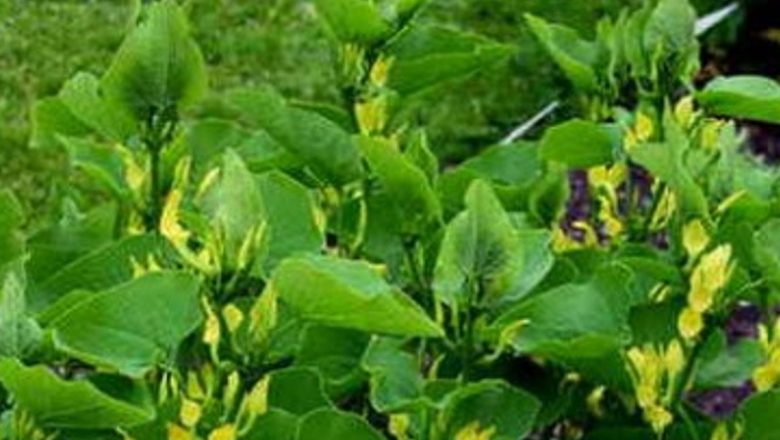 Pericolele ascunse ale plantelor medicinale: Acidul aristolochic și riscurile asociate cu cancerul