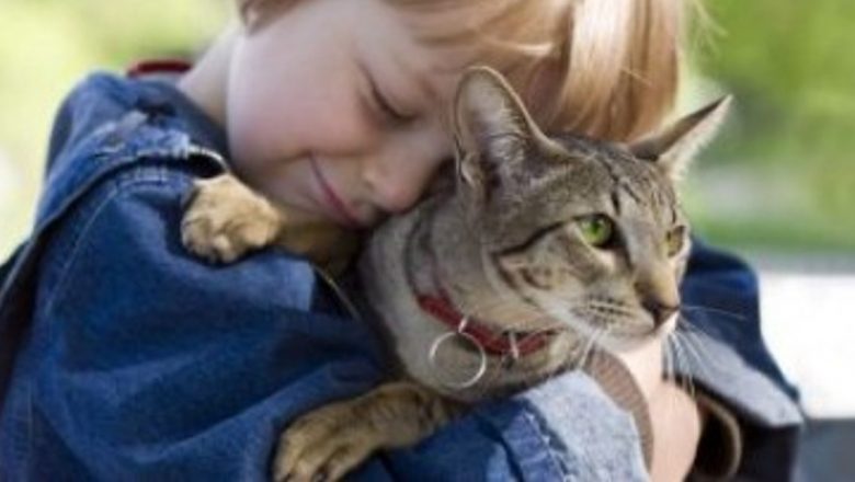 Efectele terapeutice ale torsului pisicilor: O analiză detaliată asupra beneficiilor felinelelor pentru sănătatea umană