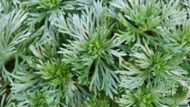 Pelinul: O Plantă Medicinală cu Proprietăți Remarcabile și Precauții Importante