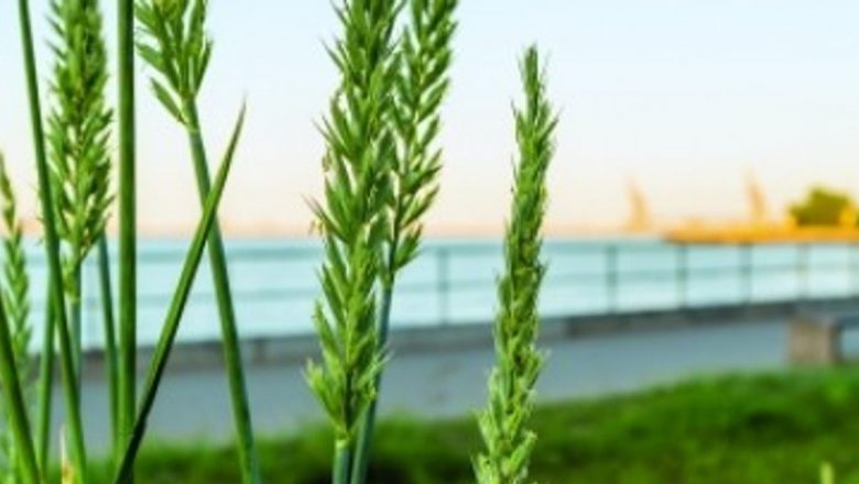 Pirul: Un Remediu Natural pentru Infecțiile Urinare și Alte Afecțiuni