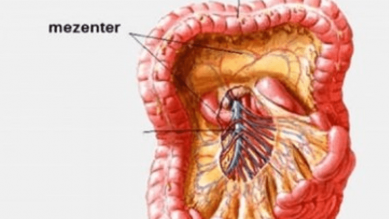 Descoperirea Mezenterului: Un Nou Organ în Anatomia Umană și Implicațiile Sale pentru Medicină
