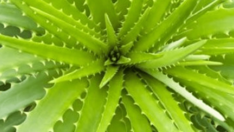 Plantele care îmbunătățesc calitatea somnului: soluții naturale pentru insomnia modernă