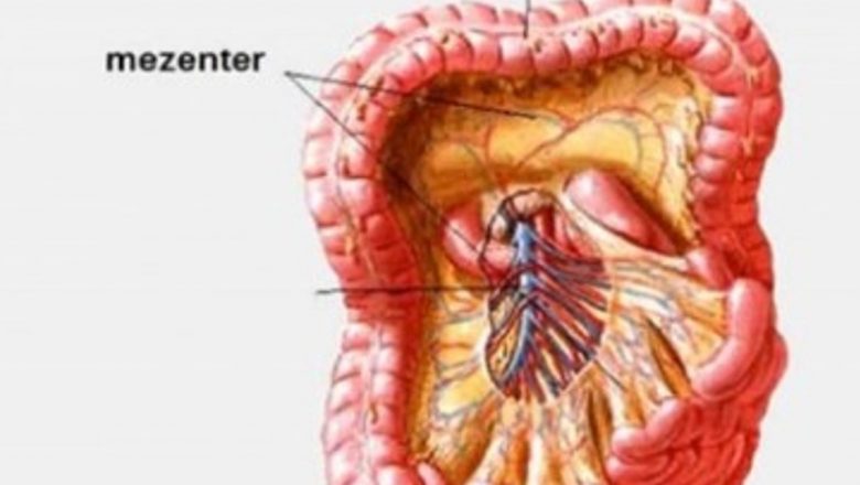 Descoperirea Mezenterului: Un Nou Organ în Corpul Uman și Impactul Său Asupra Medicinii Moderne