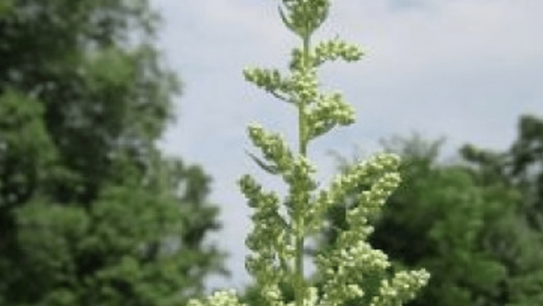 Descoperirea Inovatoare: Pelinița și Lupta Împotriva Cancerului