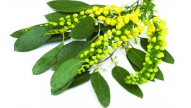 Bronșita: Cauze, Simptome și Remedii Naturale Eficiente pentru Tratarea Afecțiunii