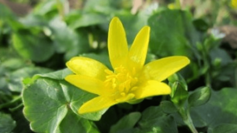 Untişorul: Planta Detoxifiantă cu Proprietăți Medicinale Valoroase
