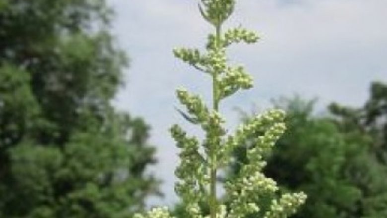 Descoperirea revoluționară a peliniței: Cum planta care elimină celulele canceroase promite o nouă eră în tratamentul cancerului