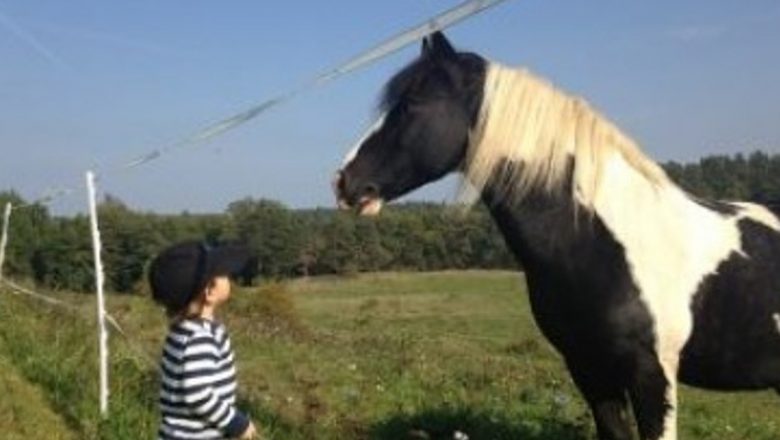 Explorarea beneficiilor terapiei asistate de cai pentru copii: O abordare inovatoare în sănătatea mentală