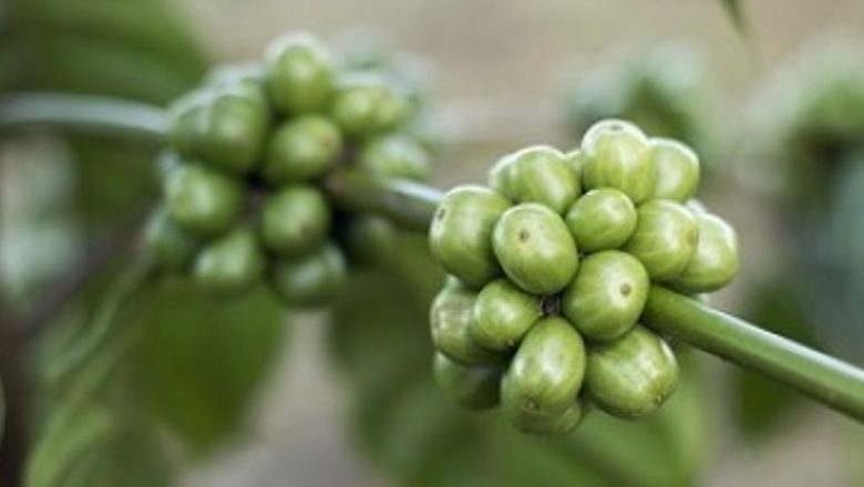 Beneficiile Cafelei Verzi: O Analiză Detaliată a Impactului Asupra Sănătății