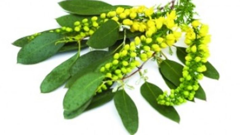 Bronșita: 5 remedii naturale eficiente și importanța tratamentului corect