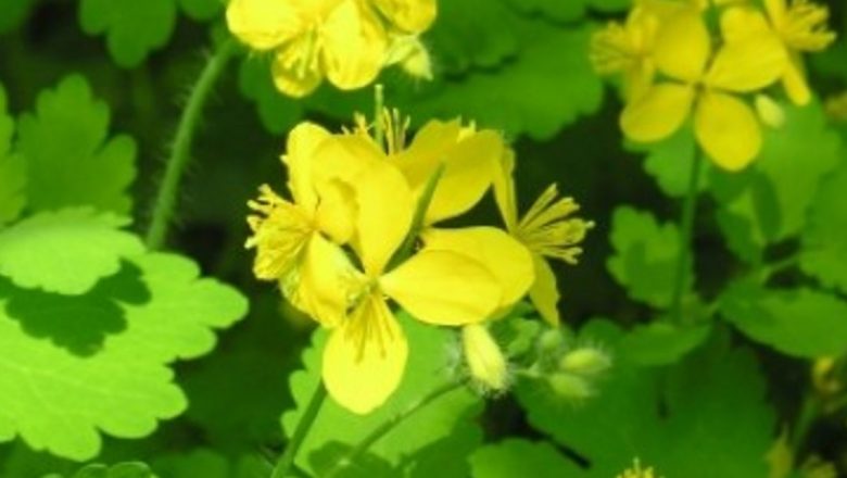 Negii genitali: Cauze, tratamente naturiste și implicații asupra sănătății