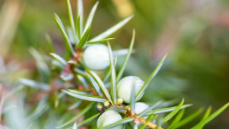 Tinctura de Ienupăr: Un Elixir Natural pentru Sănătate și Controlul Greutății