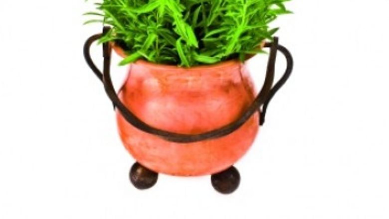 Remedii Naturale cu Efect Tonic Cerebral: O Privire Detaliată Asupra Plantelor Medicinale