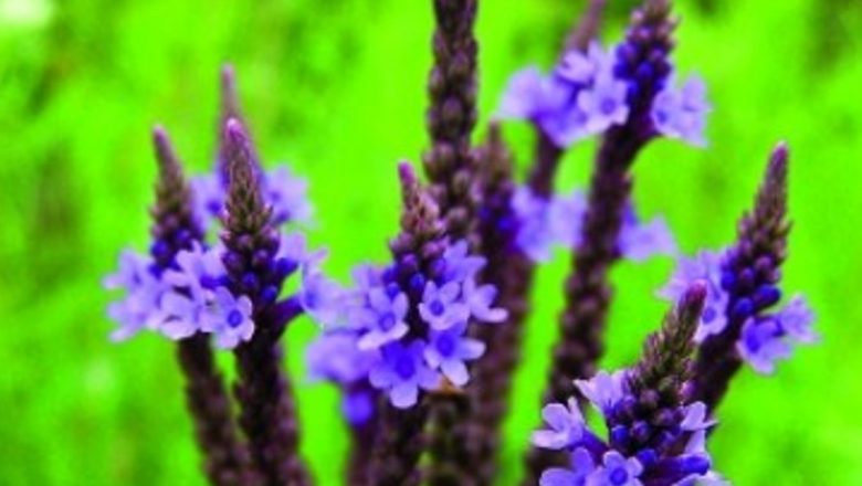 Verbina: Afrodiziac Natural și Remediu pentru Răceală – Beneficii și Riscuri