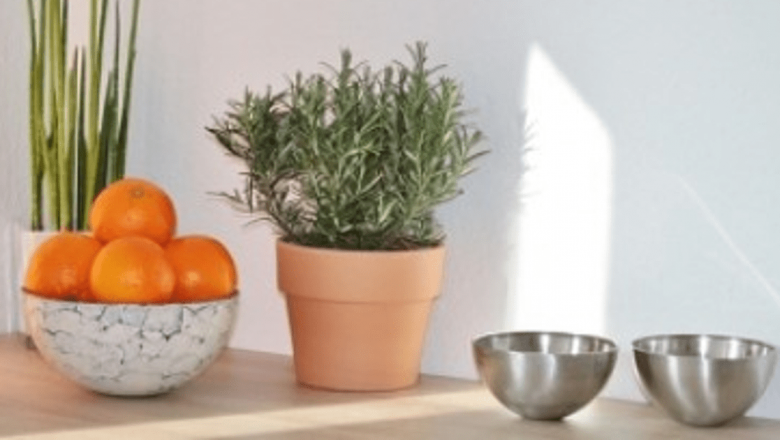 Plante Medicinale de Apartament: O Soluție Naturală pentru Sănătatea Ta