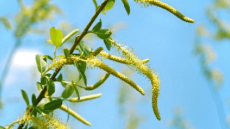 Salcia: Analgezicul Natural cu Proprietăți Remarcabile