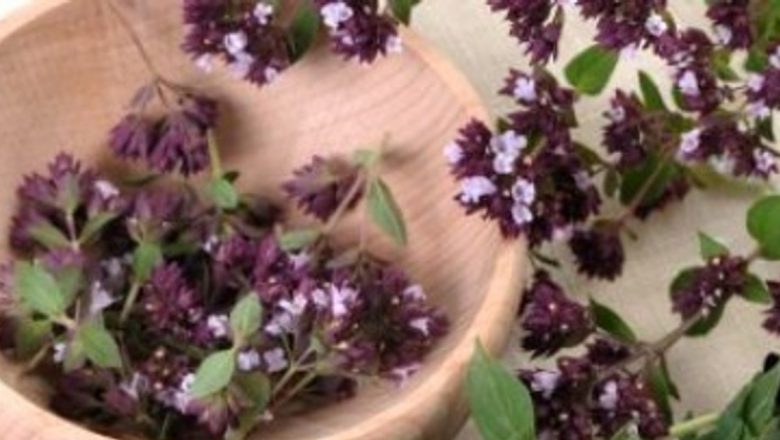 Uleiul de Oregano Sălbatic: Soluția Naturală pentru Combaterea Candida