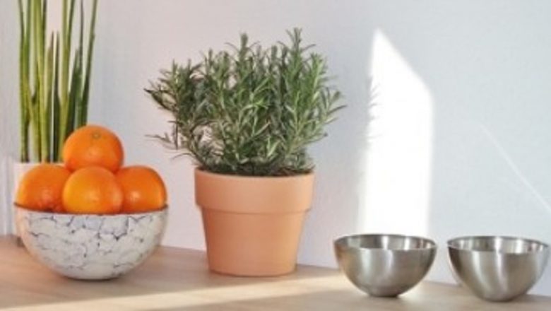 Plante Medicinale de Apartament: Beneficii și Modalități de Îngrijire