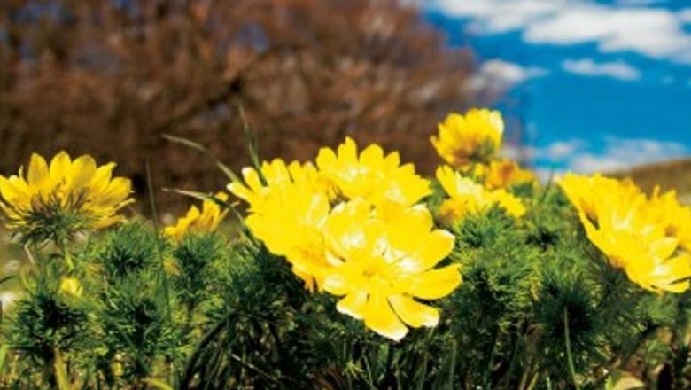 Ruşcuţa de Primăvară: Planta Inimii și Beneficiile Sale în Medicina Naturistă